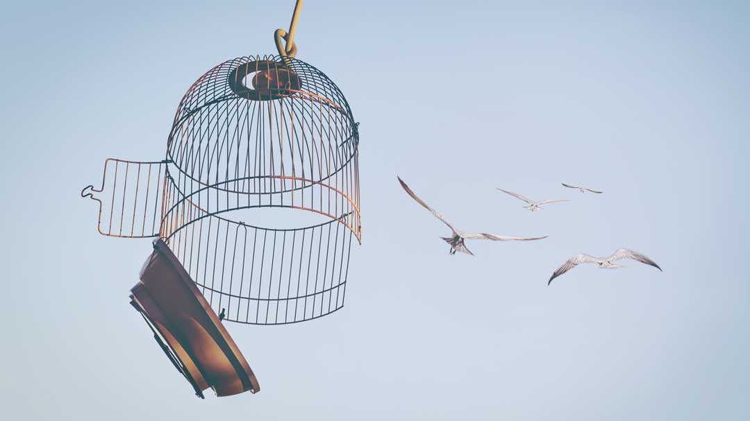birds fly out from open cage